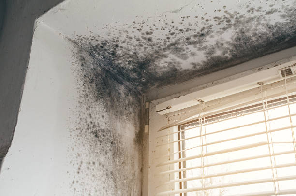 Affordable Mold Cleanup solutions in Colmar, PA