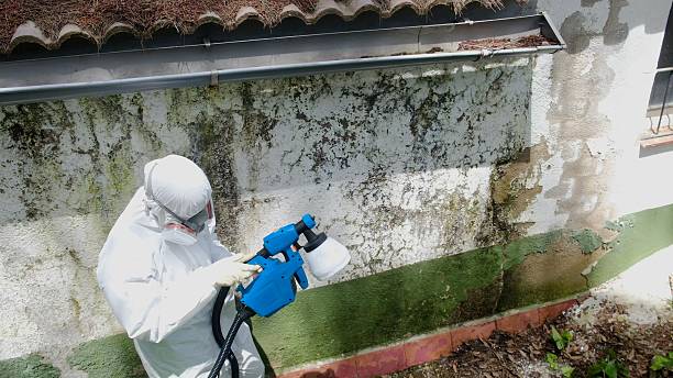 Top rated local Mold Cleanup specialists in Colmar, PA